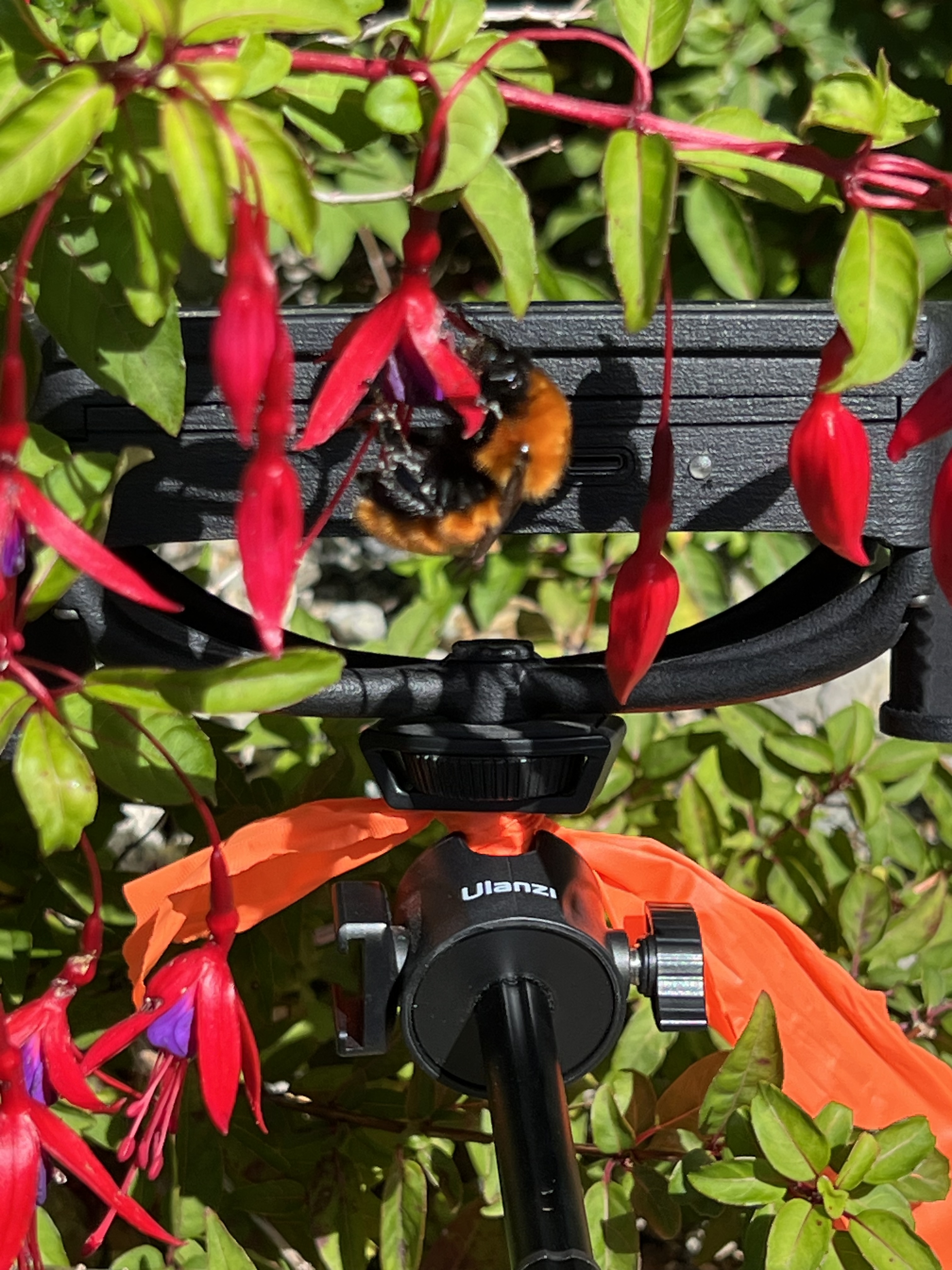 A bumblebee visiting fuchsia flowers in front of a BuzzCam station