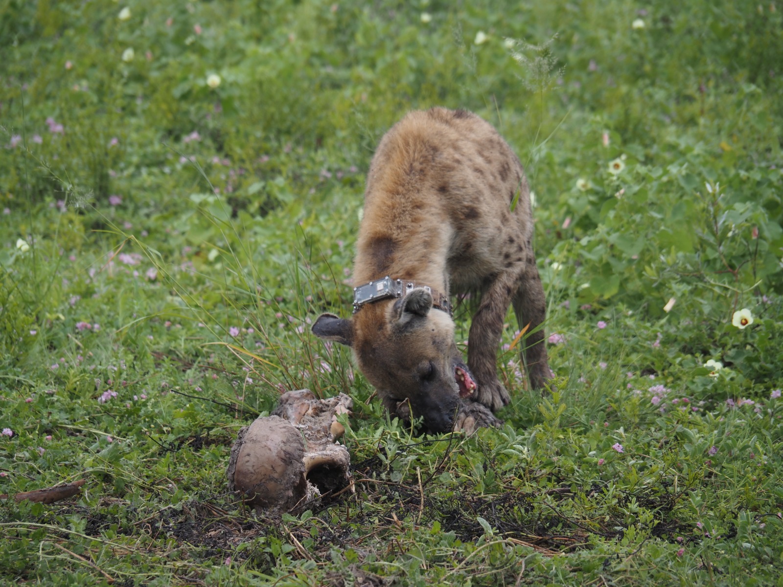 A spotted hyena wearing a CollarID collar